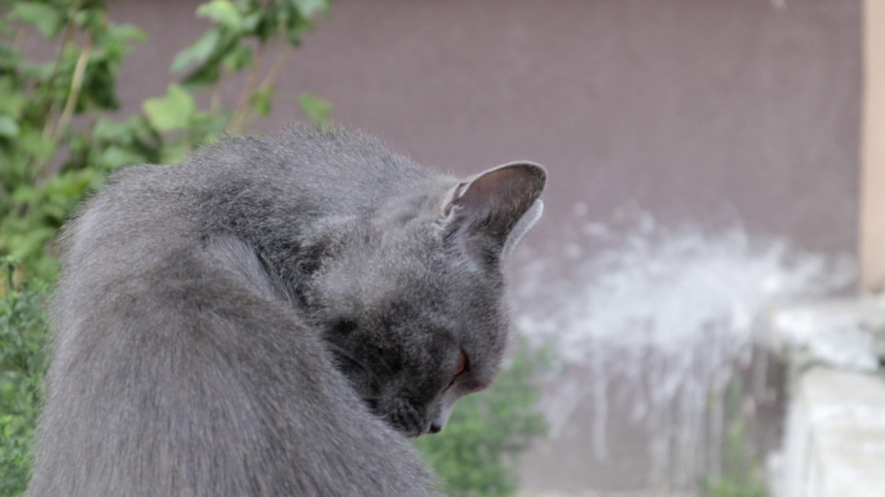 漂亮可爱的猫洗脸。一只灰猫在街上洗衣服，用舌头舔自己。视频肖像的一个可爱的可爱灰色的猫清洁他的皮毛在户外视频素材