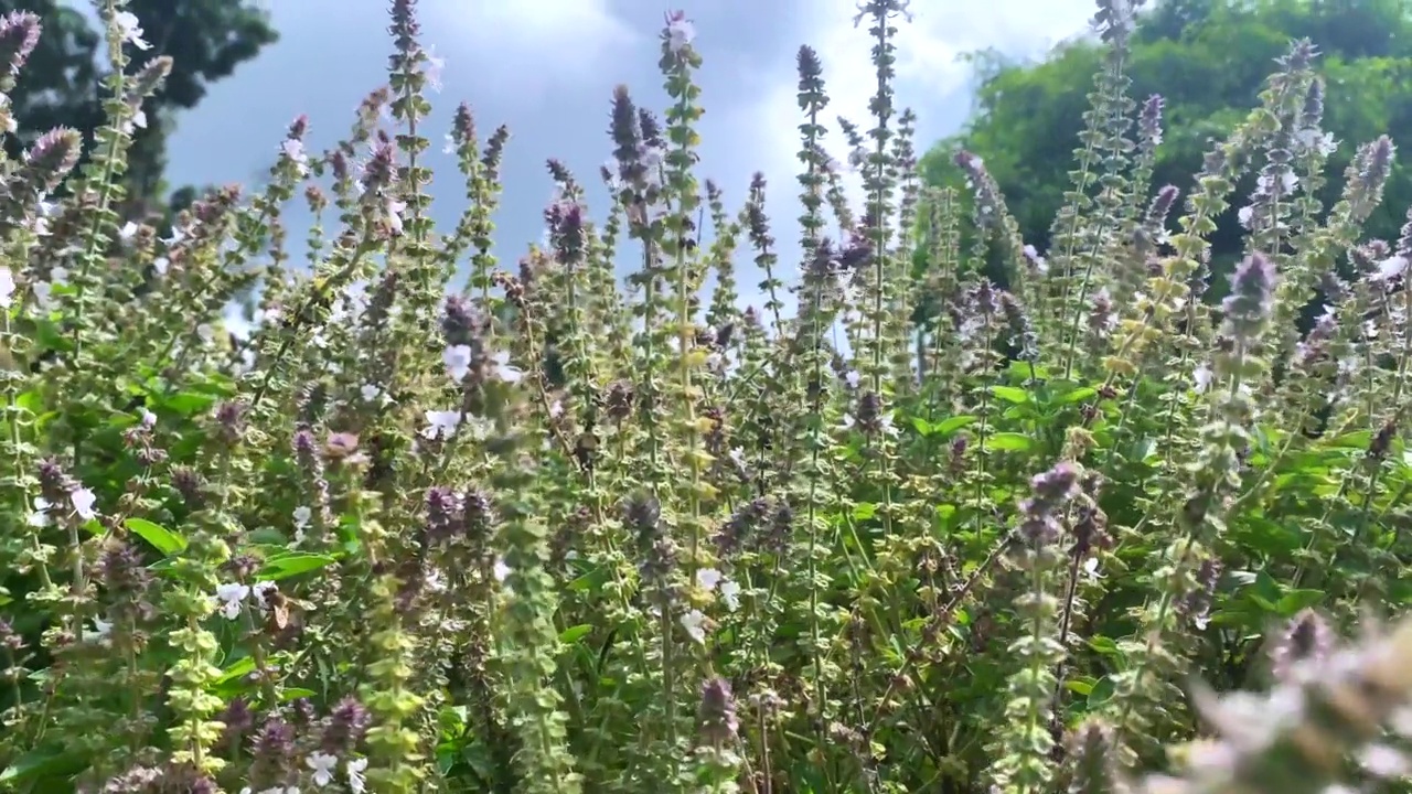 花园花圃里的蜜蜂视频素材