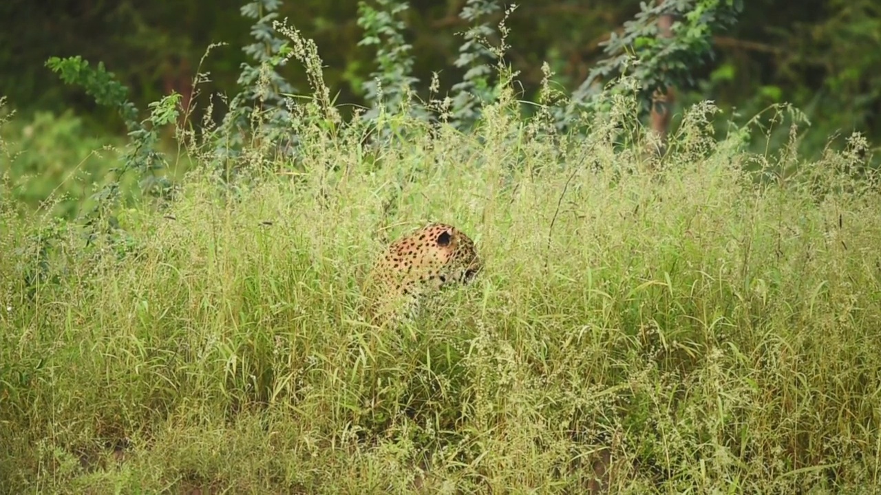 野生雄性豹或黑豹伪装在自然季风绿草背景户外野生动物丛林狩猎在印度中部的森林- panthera pardus fusca视频素材