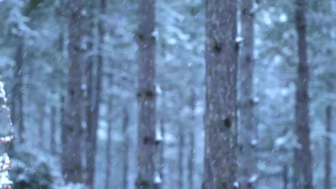 落在森林背景树上的雪。视频素材