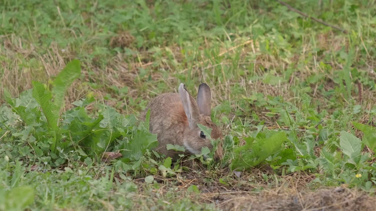 野生欧洲兔子近距离观察，小羚羊在草地上吃草视频素材