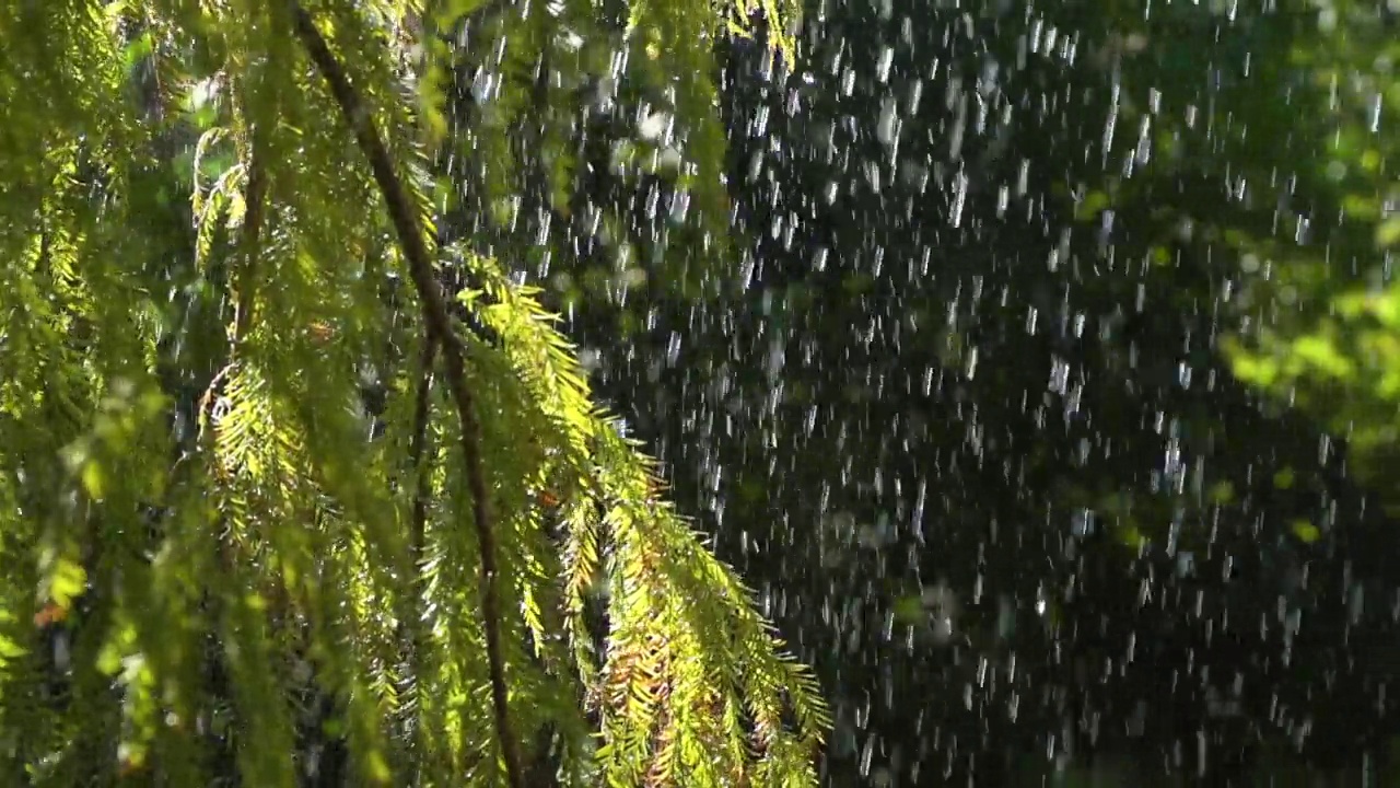 雨滴慢动作落在绿叶上视频素材