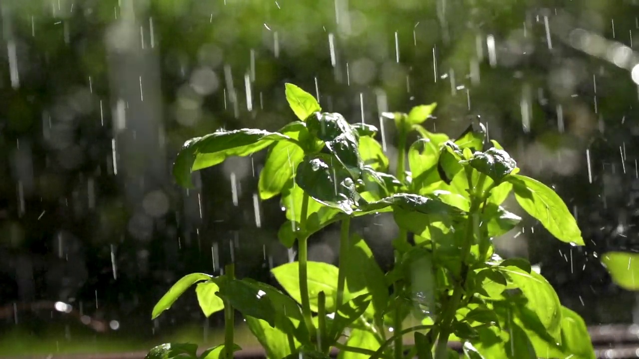 雨滴慢动作落在绿叶上视频素材