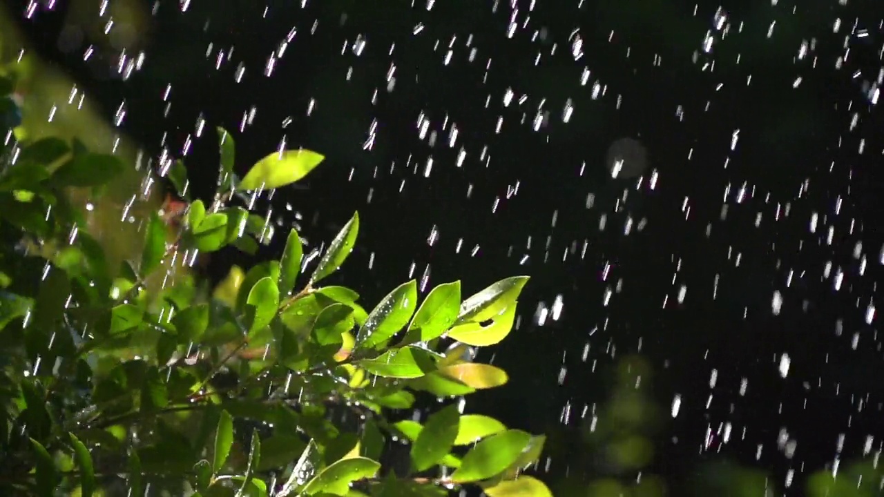 雨滴慢动作落在绿叶上视频素材