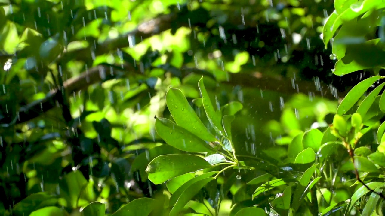 雨滴慢动作落在绿叶上视频素材