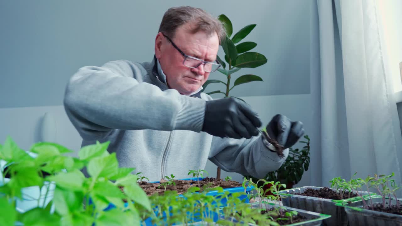 戴眼镜的老人在泥炭盆里种植番茄和辣椒幼苗，目光集中。农业。你所在地区的蔬菜。在家种菜视频素材