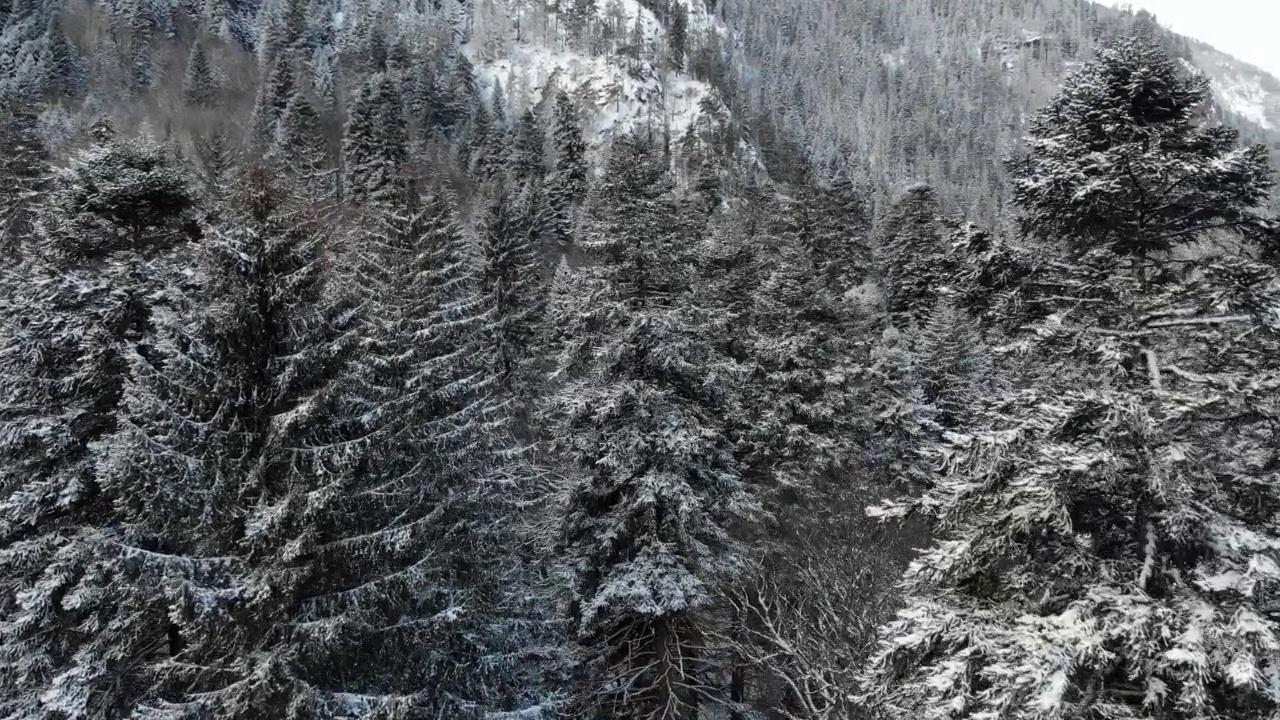 冬季森林低云针叶林景观鸟瞰图树木背景旅行与雪覆盖的树木山谷宁静的景观。低飞无人机视频素材