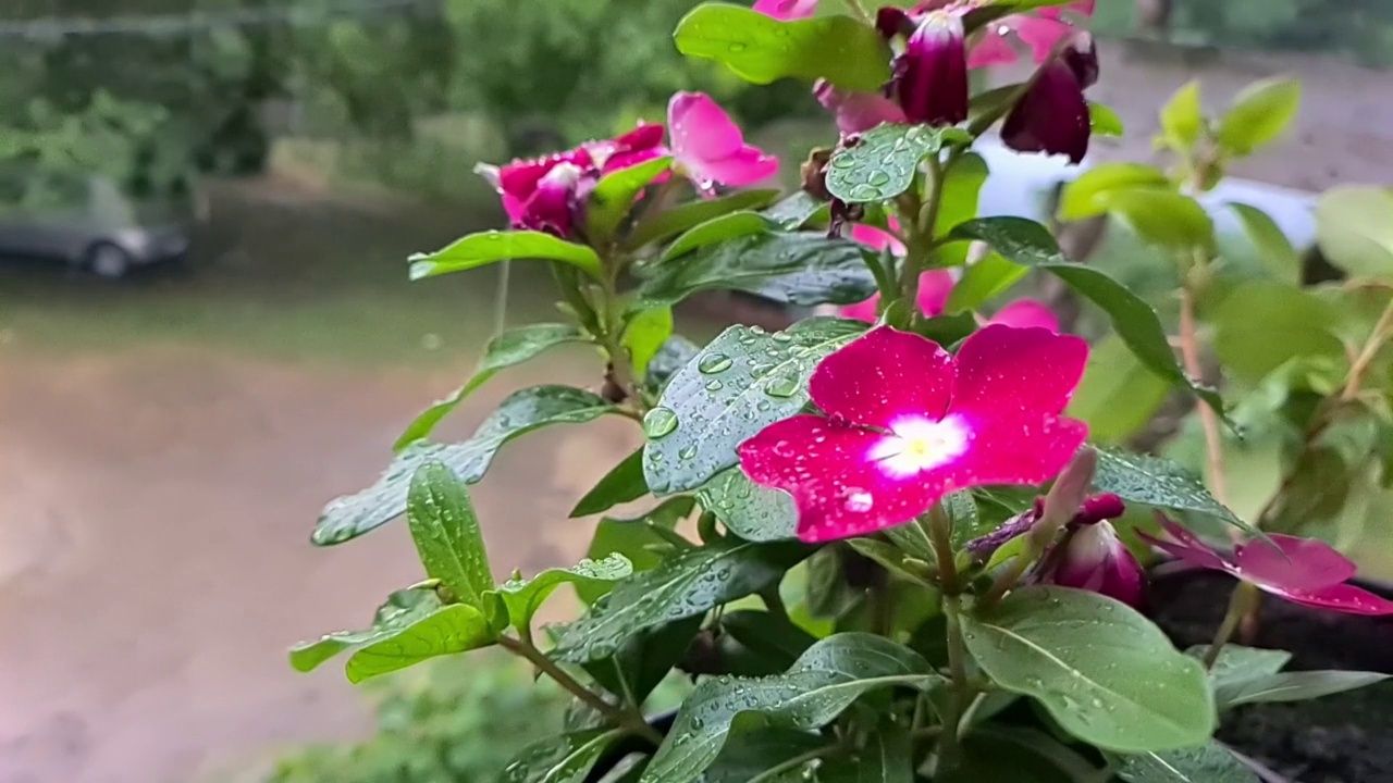 马达加斯加长春花被雨淋了视频素材