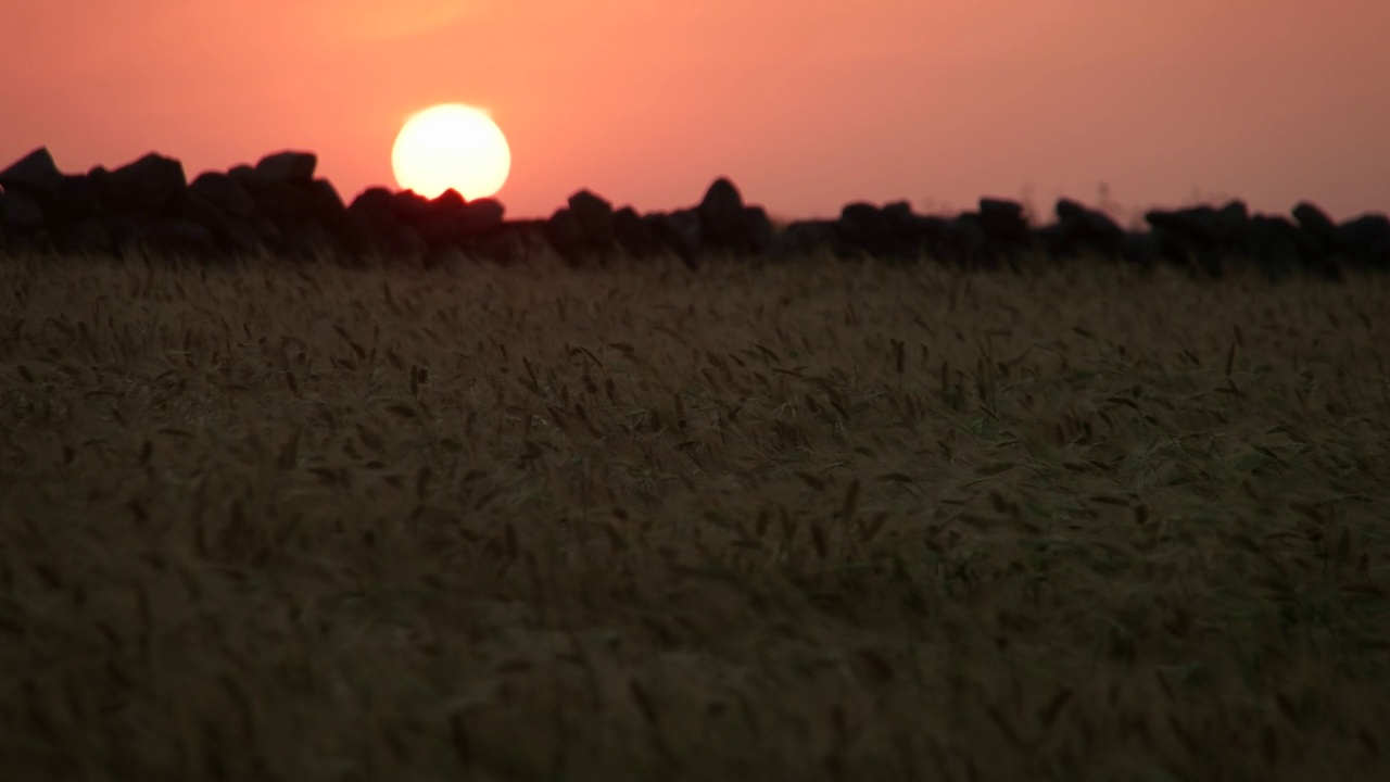 在风中摇曳的大麦中看到夕阳的韩国济州岛视频素材