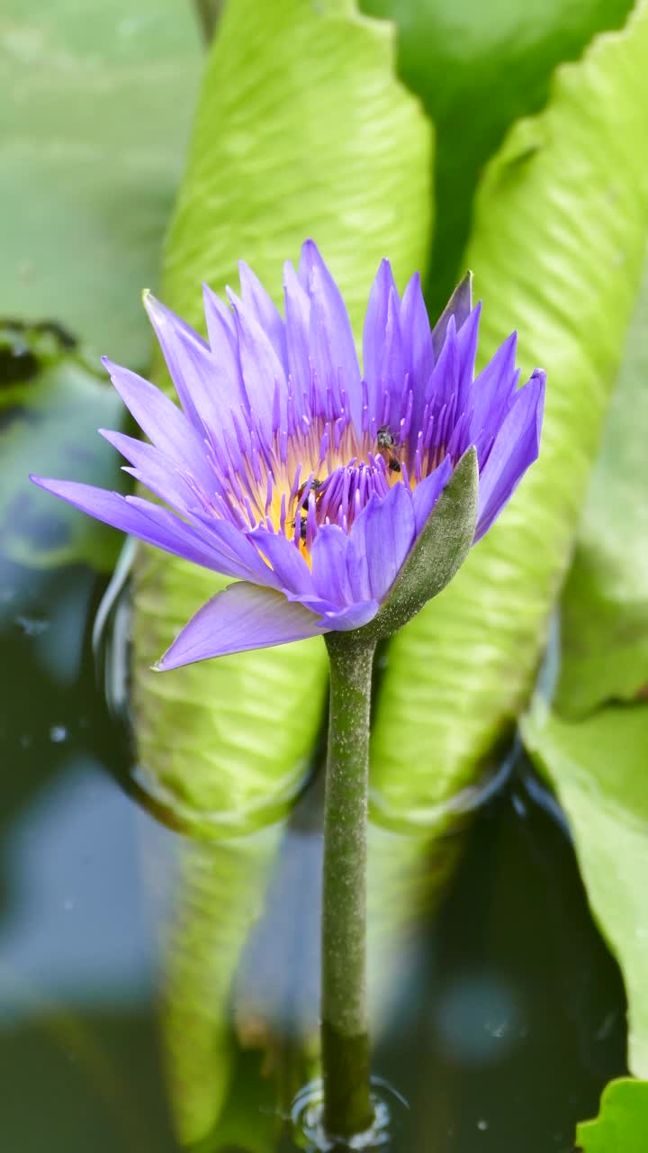 紫荷花和许多蜜蜂视频素材