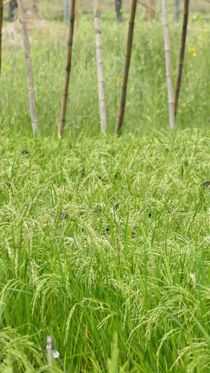 一群小鸟在绿色的稻田里视频素材