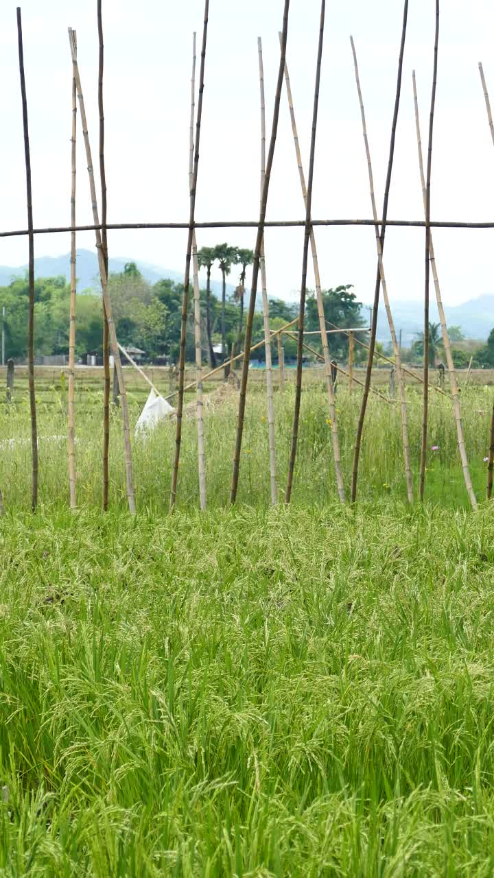 在田里种植水稻作物视频素材