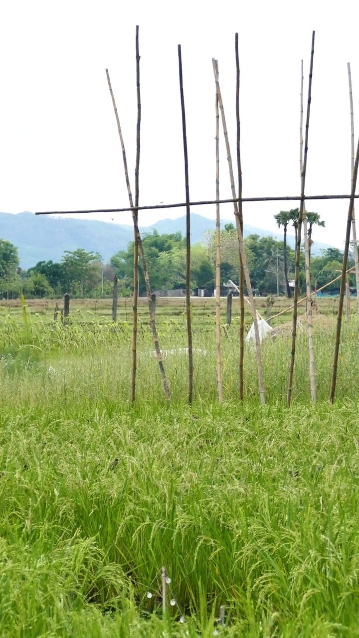 一群小鸟在绿色的稻田里视频素材