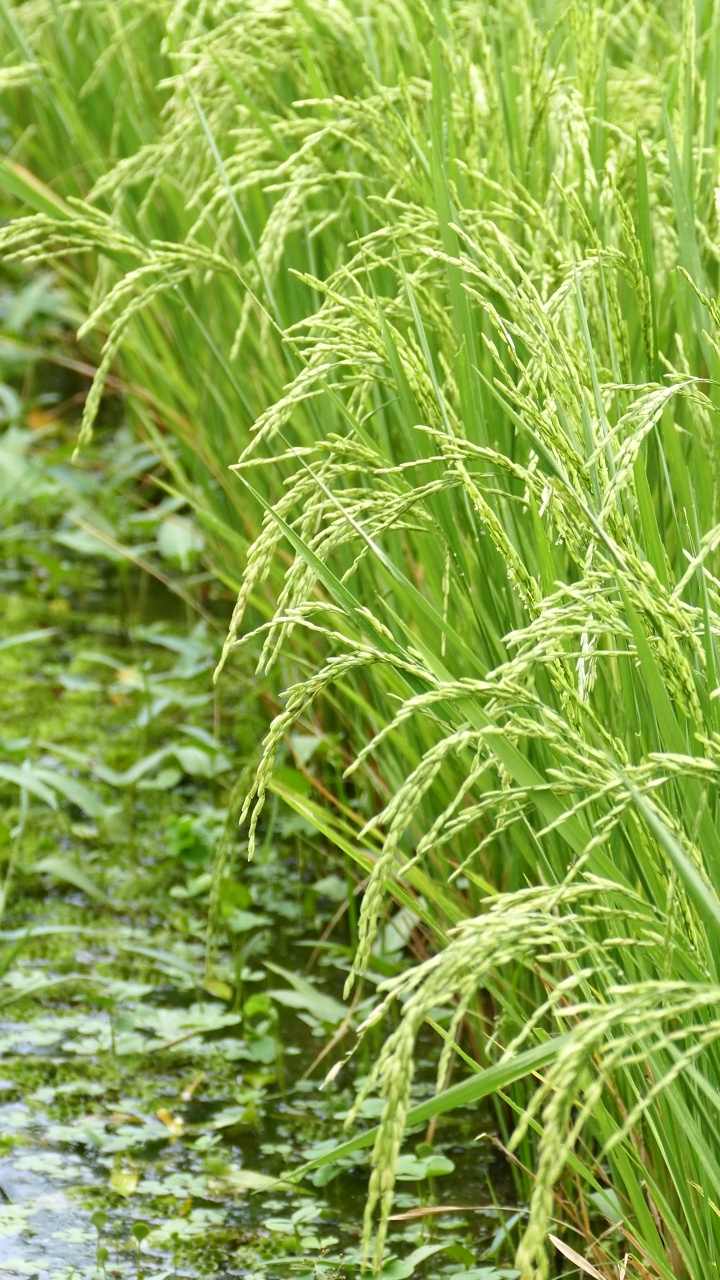 在田里种植水稻作物视频素材