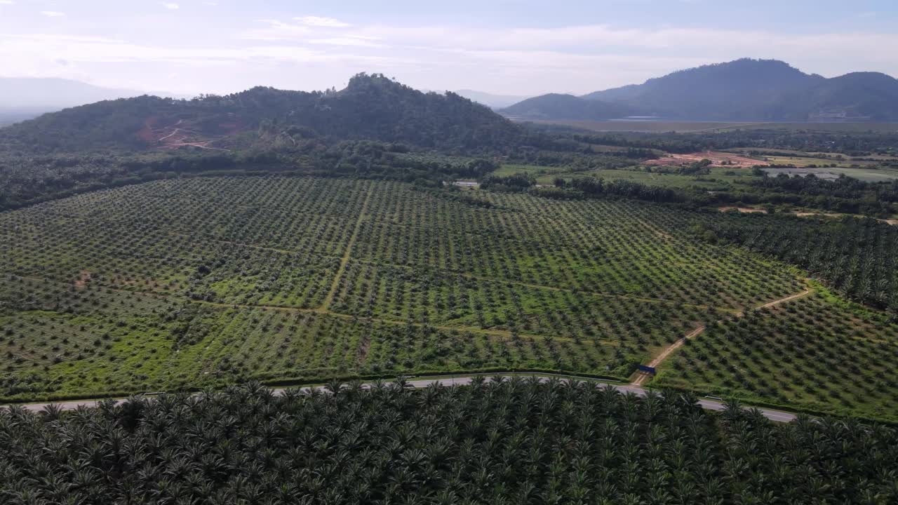 空中滑动视图新种植的油棕榈视频素材