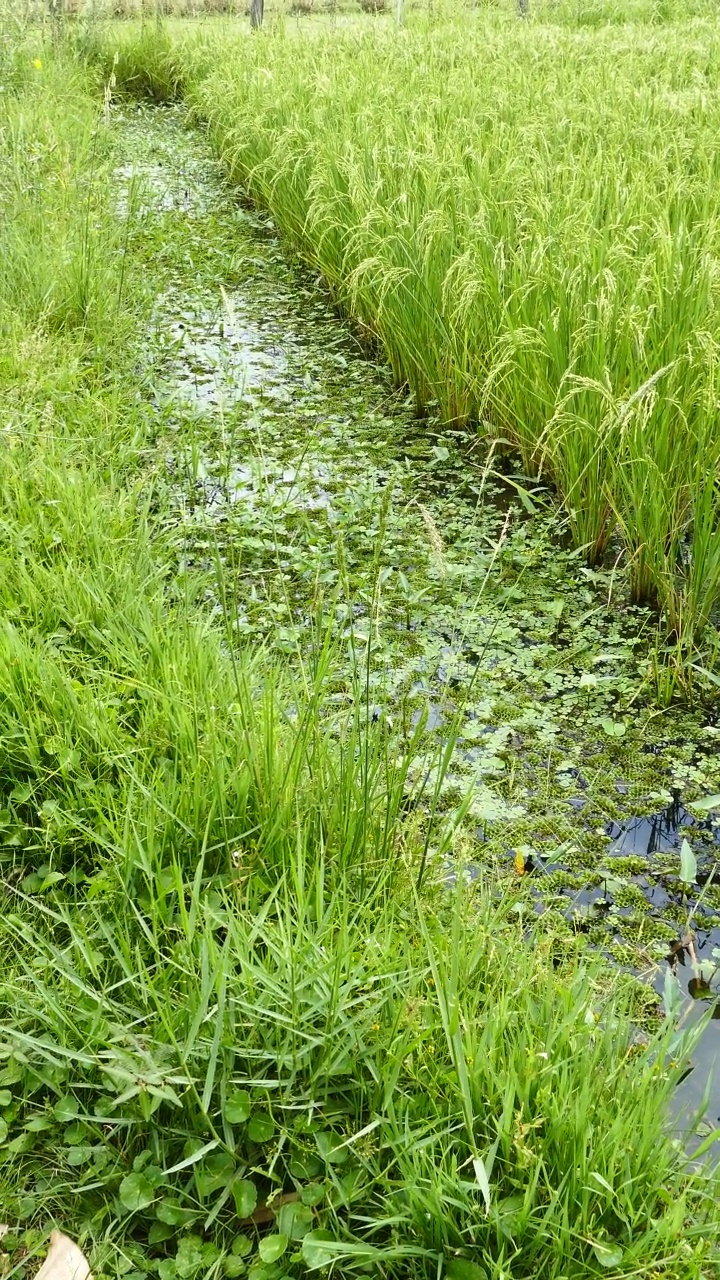 在田里种植水稻作物视频素材