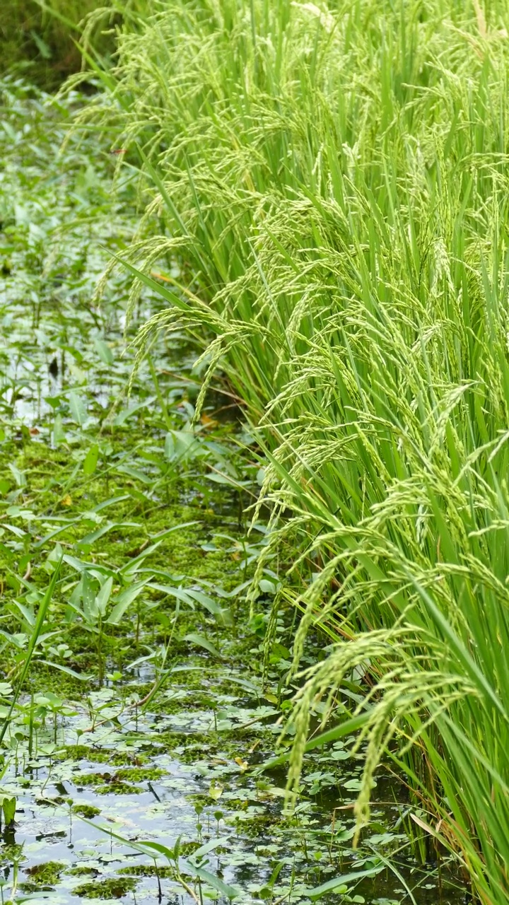 在田里种植水稻作物视频素材