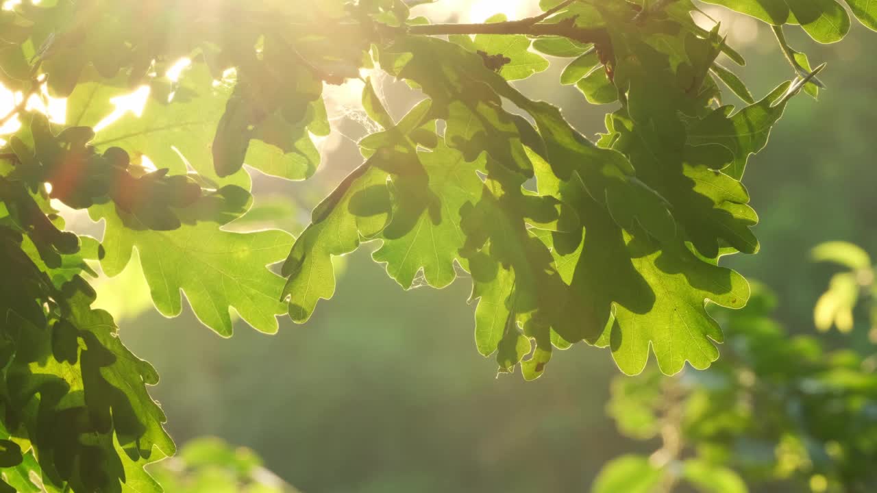 橡树上。橡树上的绿叶在风中摇曳，倒映在水中，阳光透过树叶照射进来。夏季或春季早晨的河面。森林自然背景下的自然宁静与自然之美视频素材