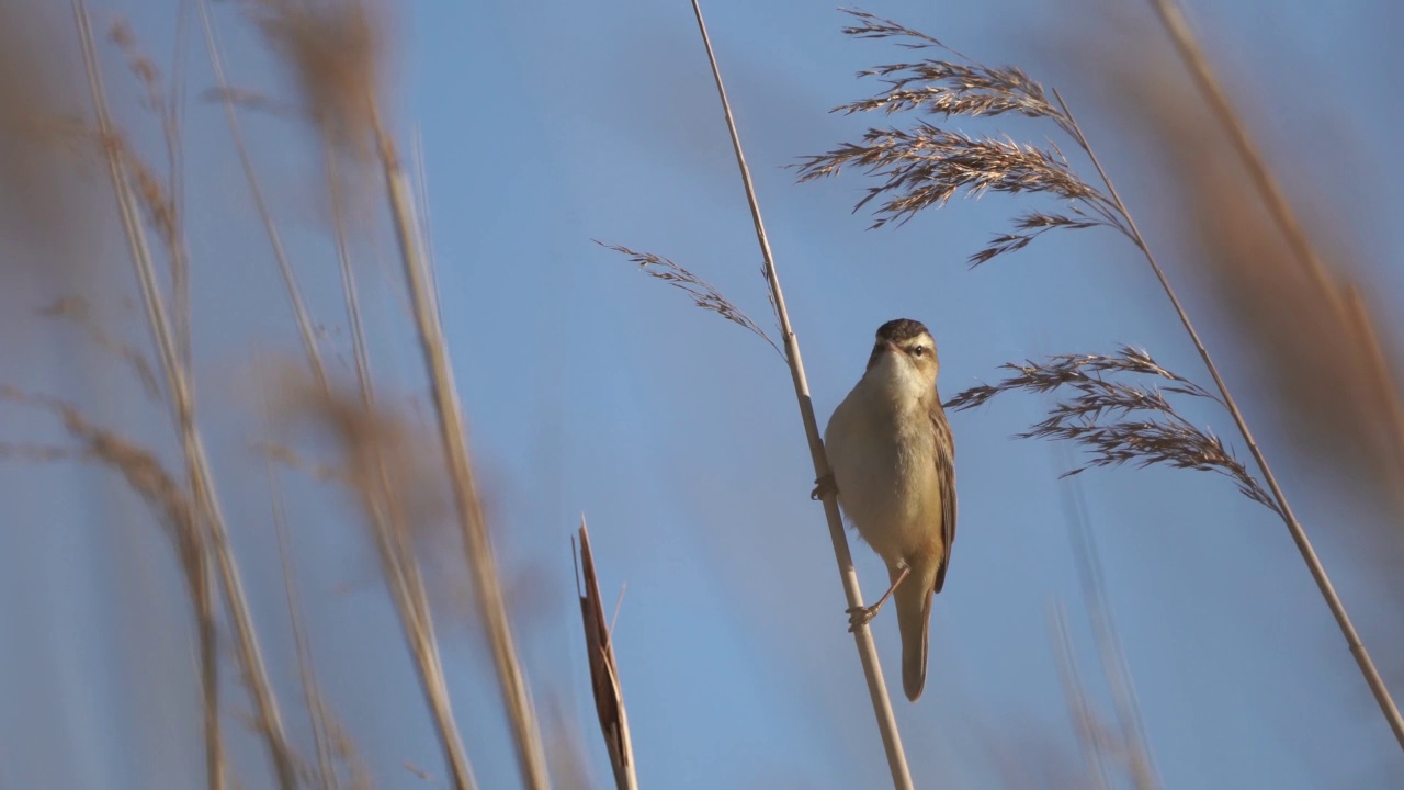 鸣唱的莎草莺(Acrocephalus schoenobaenus)视频素材