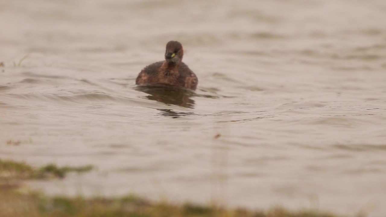 一只小䴙䴘(Tachybaptus ruficollis)在池塘里游泳视频素材