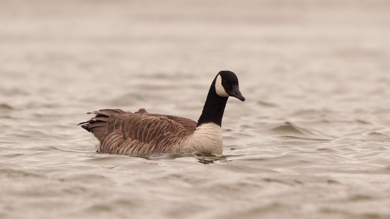 一只加拿大鹅(Branta canadensis)游泳，从低角度拍摄视频素材