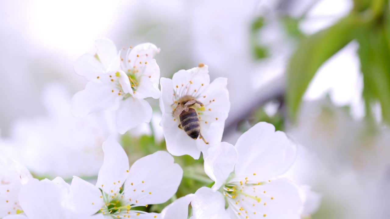 收集苹果花花粉的蜜蜂。蜜蜂在花期采蜜视频素材