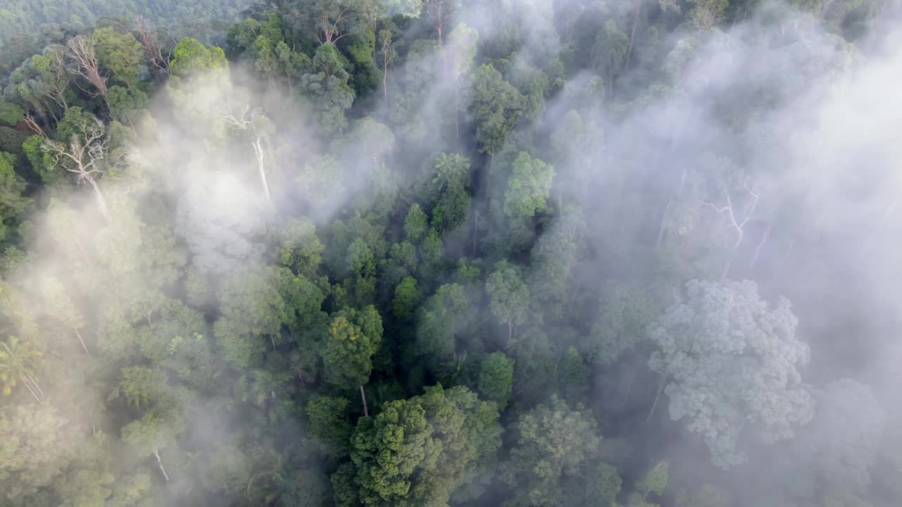 马来西亚热带雨林上空的云雾笼罩着空中滑行视频素材
