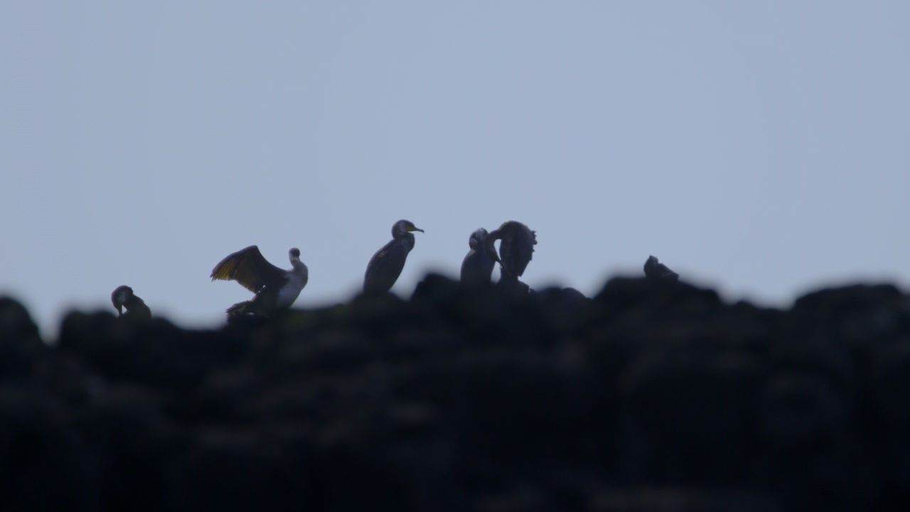 一群鸬鹚(Phalacrocorax)坐在岸边的岩石上/济州岛，韩国视频素材