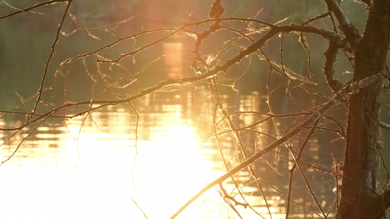 树上的绿叶随风摇曳，倒映在水中，阳光透过树叶照射进来。夏天或春天的早晨，河水会浮上水面。森林中自然的宁静与自然之美。景观视频素材