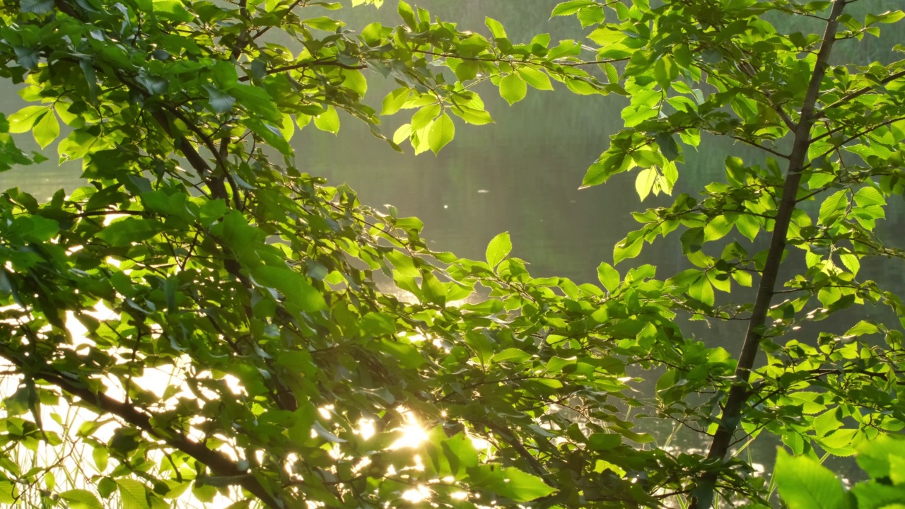 树上的绿叶随风摇曳，倒映在水中，阳光透过树叶照射进来。夏季或春季早晨的河面。森林中自然的宁静与自然之美。景观视频素材