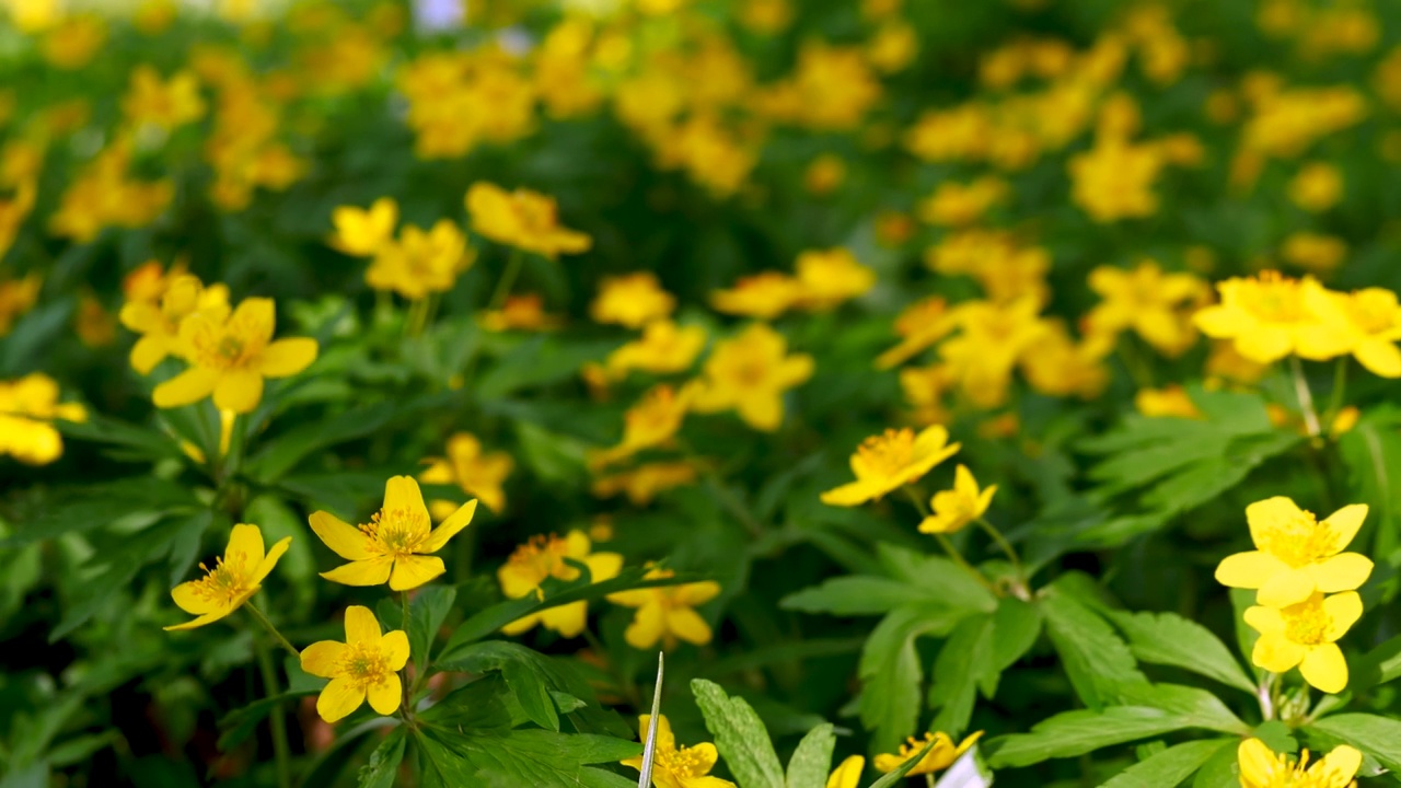 黄色森林花朵随风摇曳，自然森林自然。景观花在森林里。自然背景。视频素材