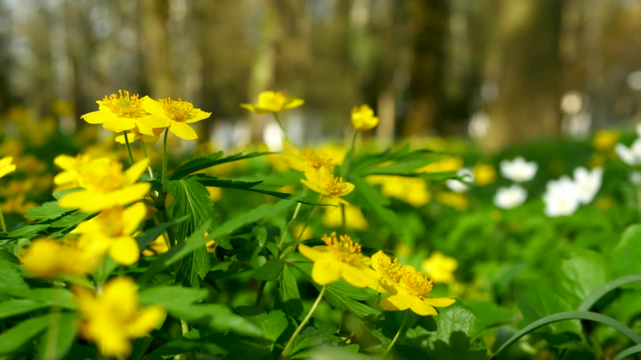 黄色森林花朵在风中摇曳，自然森林自然。景观花在森林里。自然背景视频素材