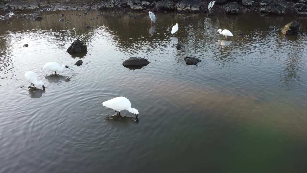 在海上寻找食物的黑脸琵鹭(Platalea minor) /济州岛，韩国视频素材