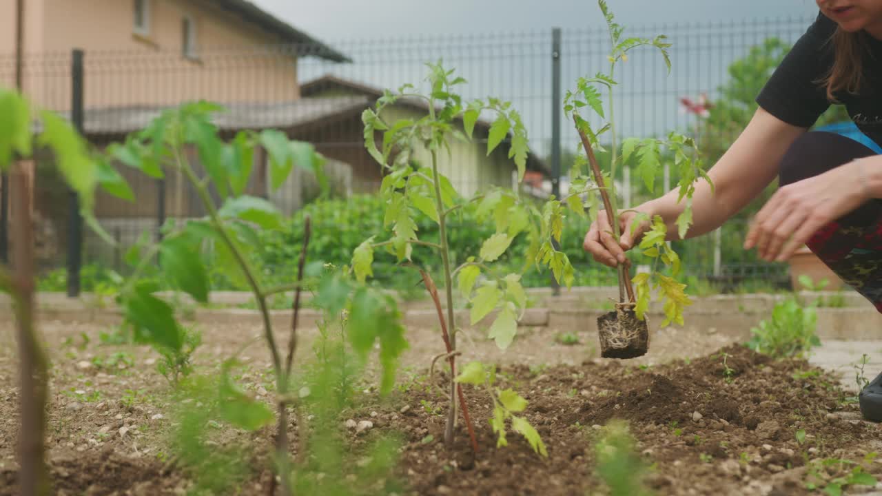 妇女移栽和护苗，手持式拍摄视频素材