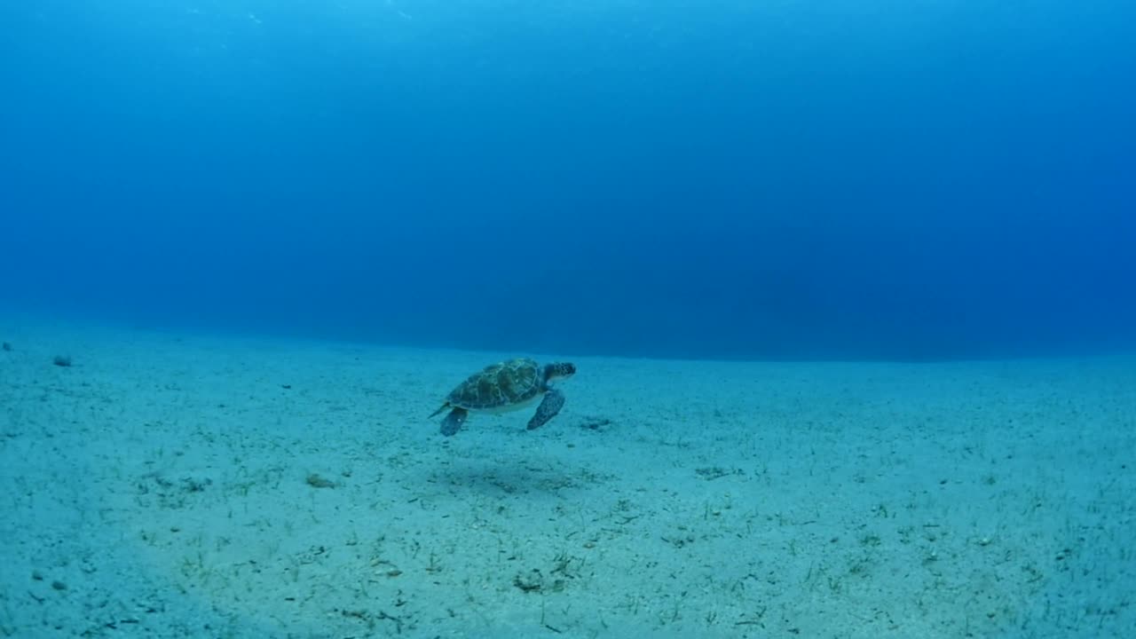 海龟在水下游泳缓慢与阳光的光束和射线，海洋风景，蓝色的水Chelonia mydas视频素材