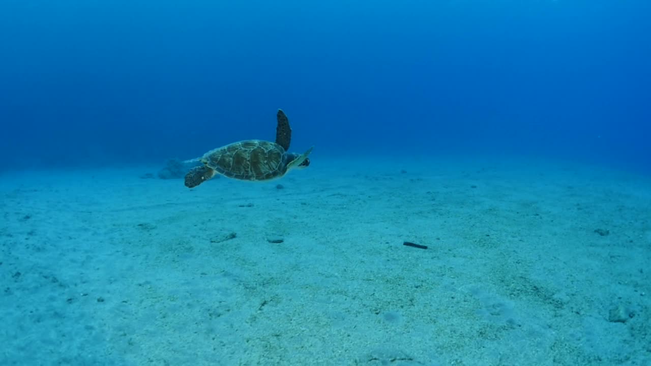 海龟在水下游泳缓慢与阳光的光束和射线，海洋风景，蓝色的水Chelonia mydas视频素材