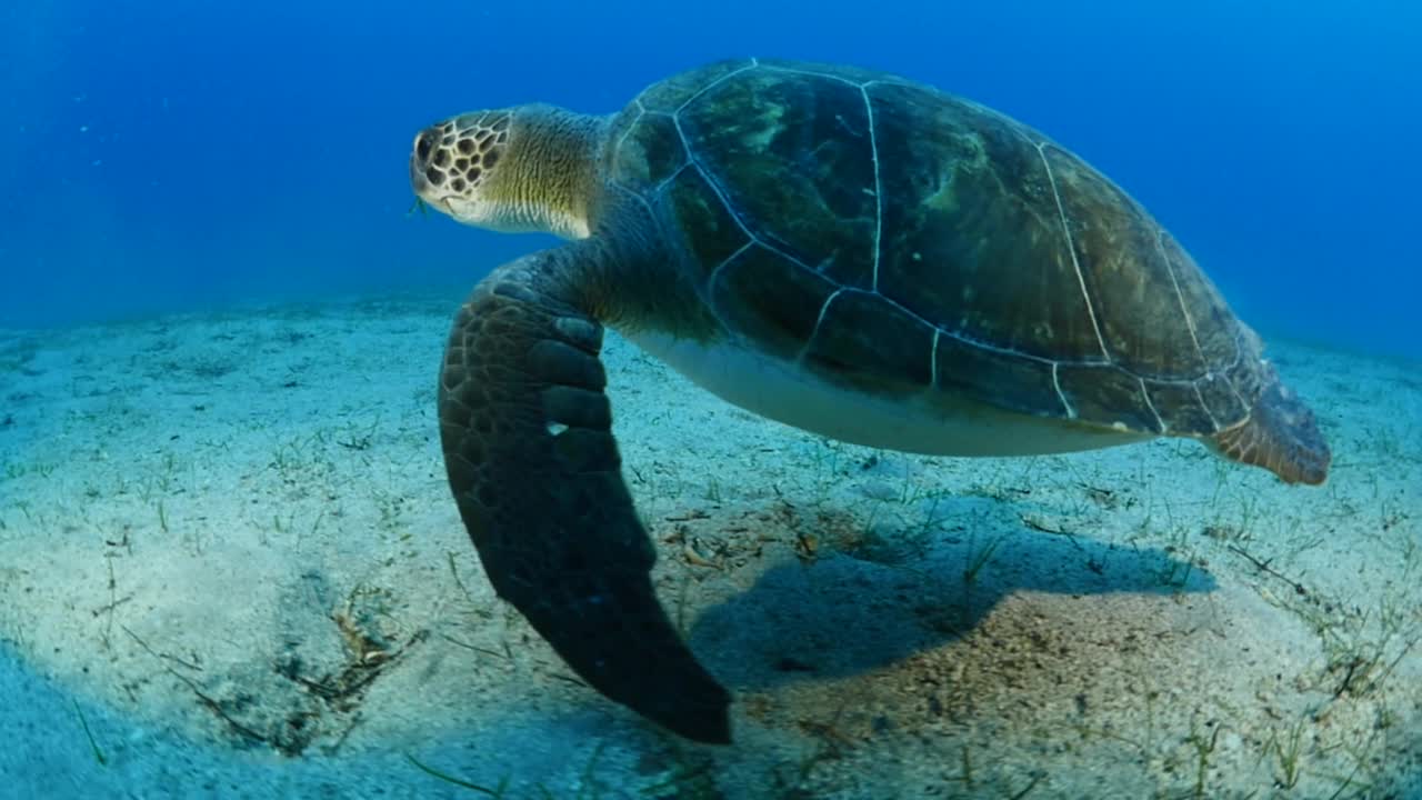 海龟在水下游泳缓慢与阳光的光束和射线，海洋风景，蓝色的水Chelonia mydas视频素材