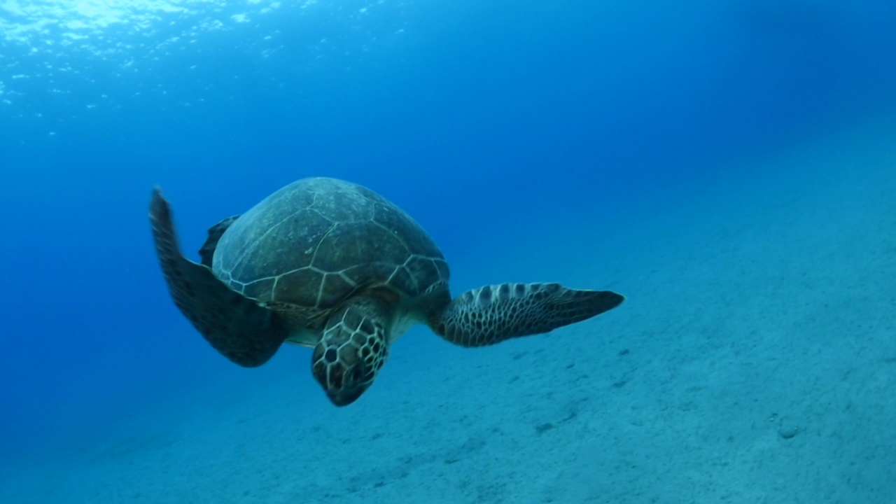 海龟在水下游泳缓慢与阳光的光束和射线，海洋风景，蓝色的水Chelonia mydas视频素材