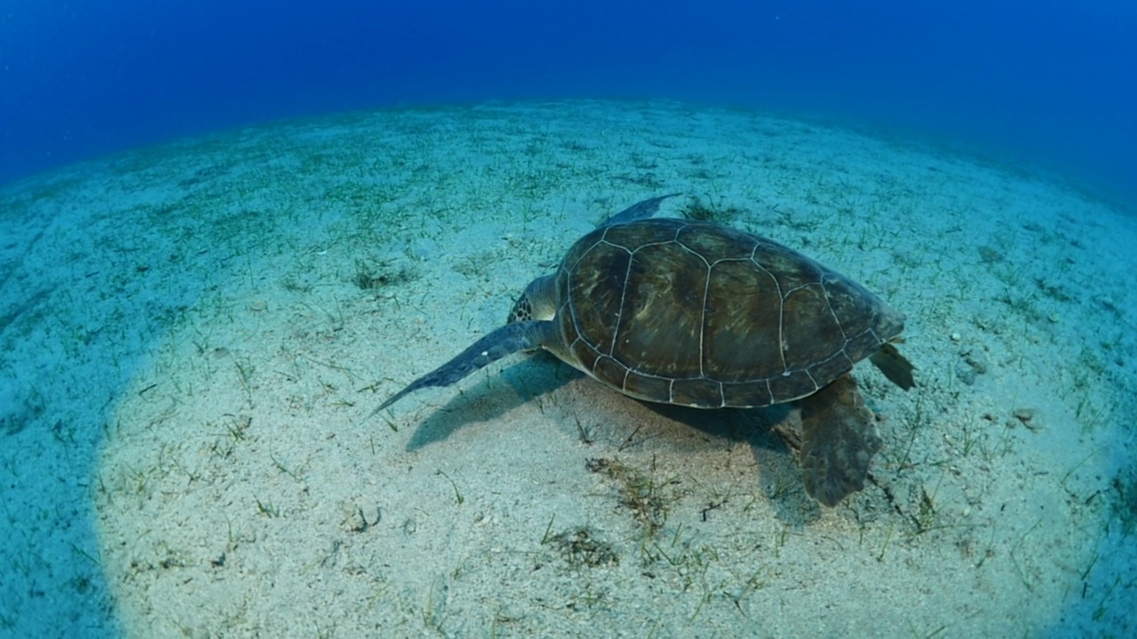 海龟在水下游泳缓慢与阳光的光束和射线，海洋风景，蓝色的水Chelonia mydas视频素材