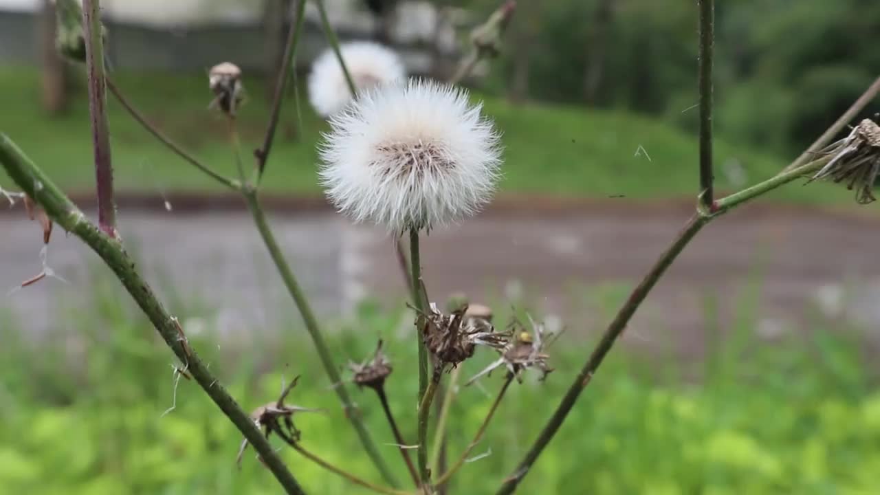 美丽的白花在风中摇曳视频素材