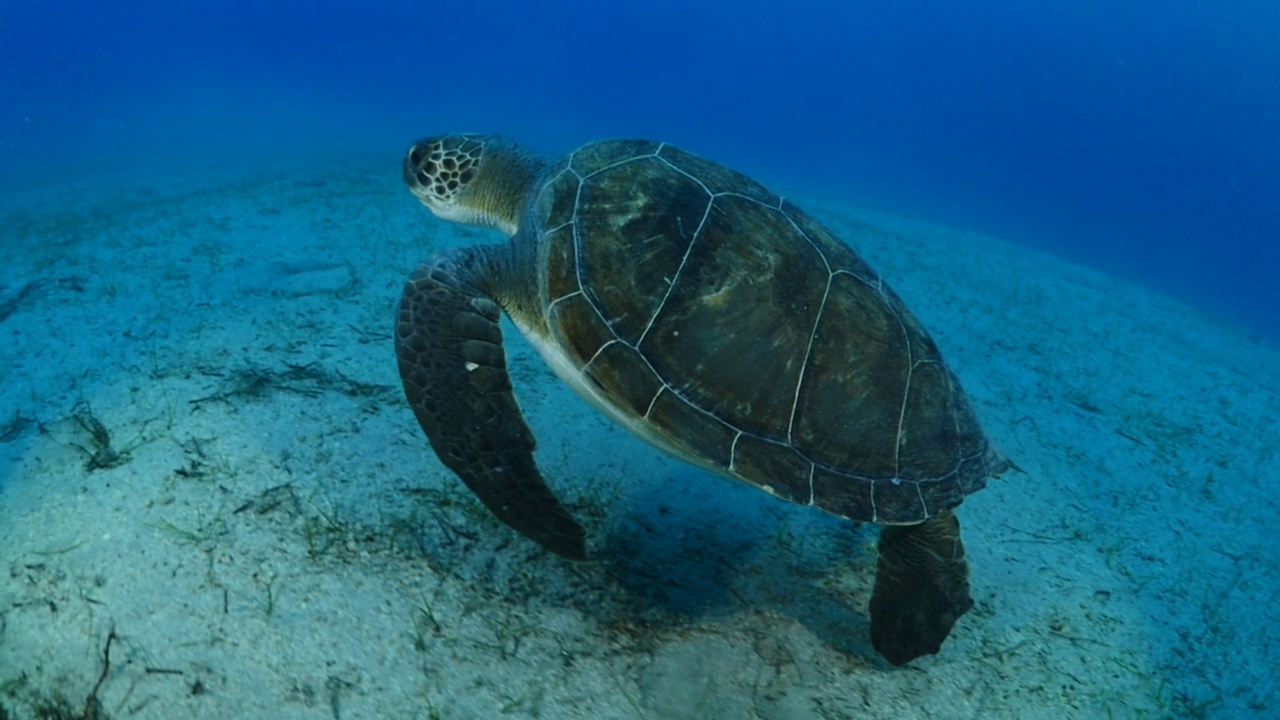 海龟在水下游泳缓慢与阳光的光束和射线，海洋风景，蓝色的水Chelonia mydas视频素材