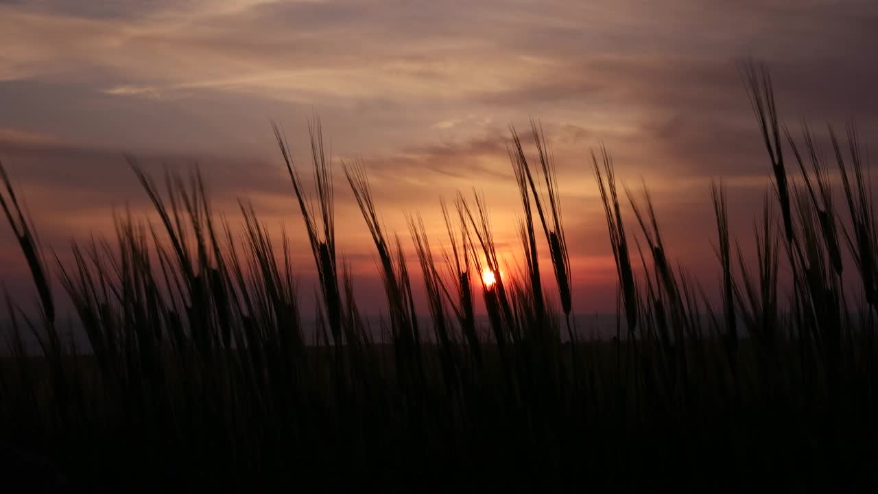 在风中摇曳的大麦中看到夕阳的韩国济州岛视频素材