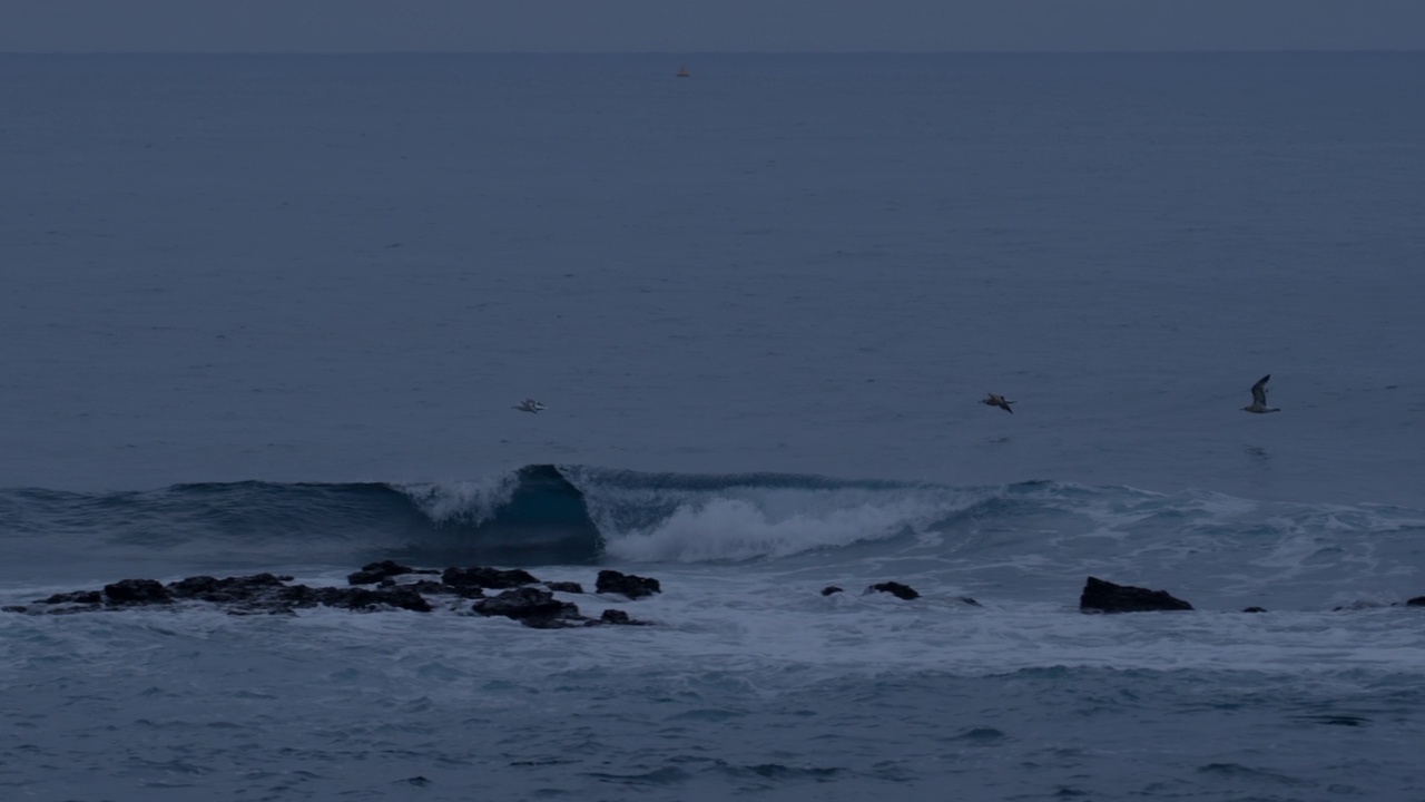 有波浪的鸟靠近水面飞行/韩国济州岛视频素材