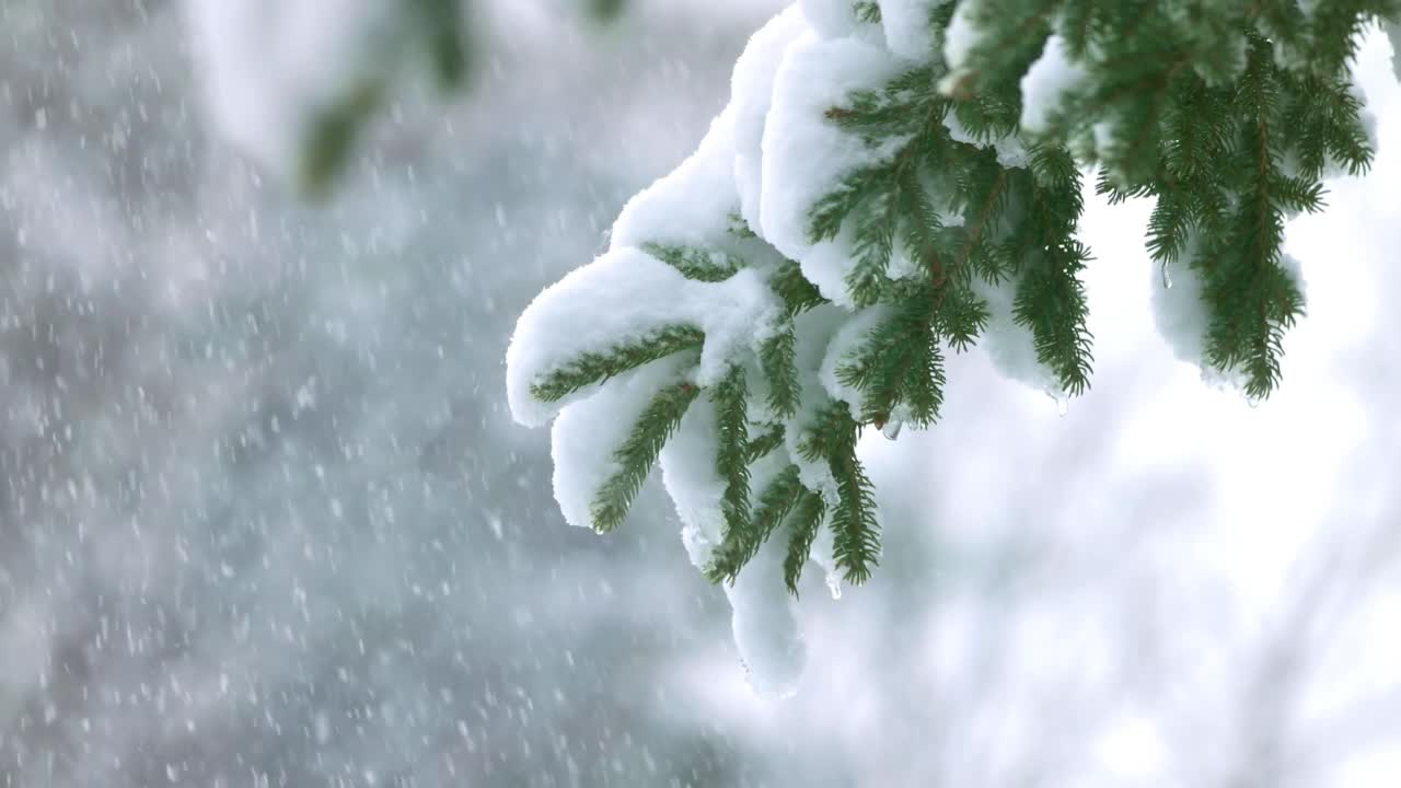 在大雪或暴风雪期间松树树枝的特写视频素材