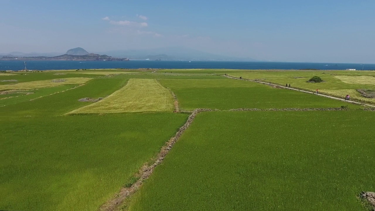 大麦田/济州岛，韩国视频素材