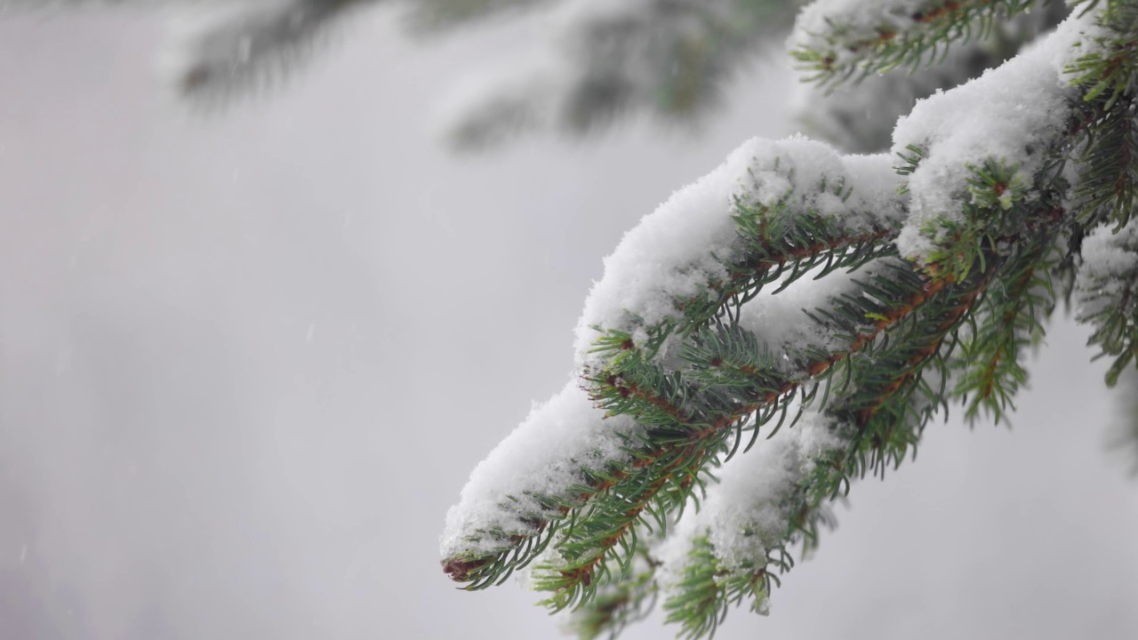 在大雪中，松树树枝的特写。概念:冬天。视频素材