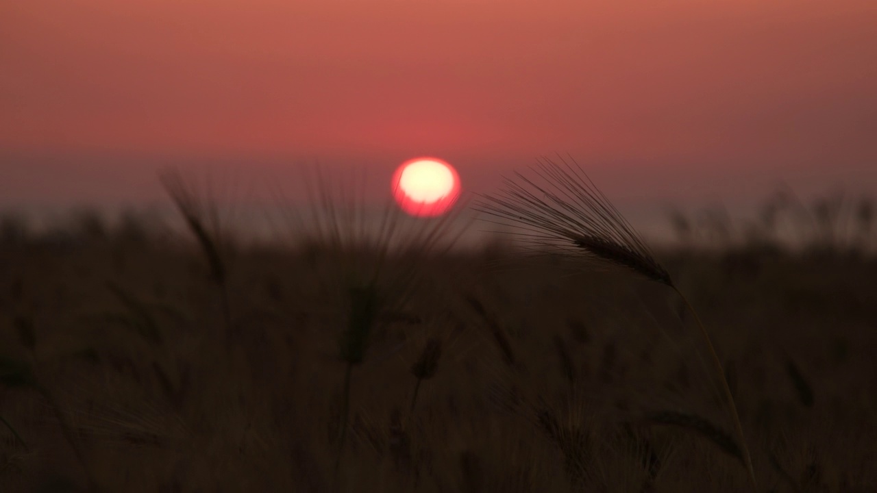 夕阳穿过风中摇曳的大麦/韩国济州岛视频素材