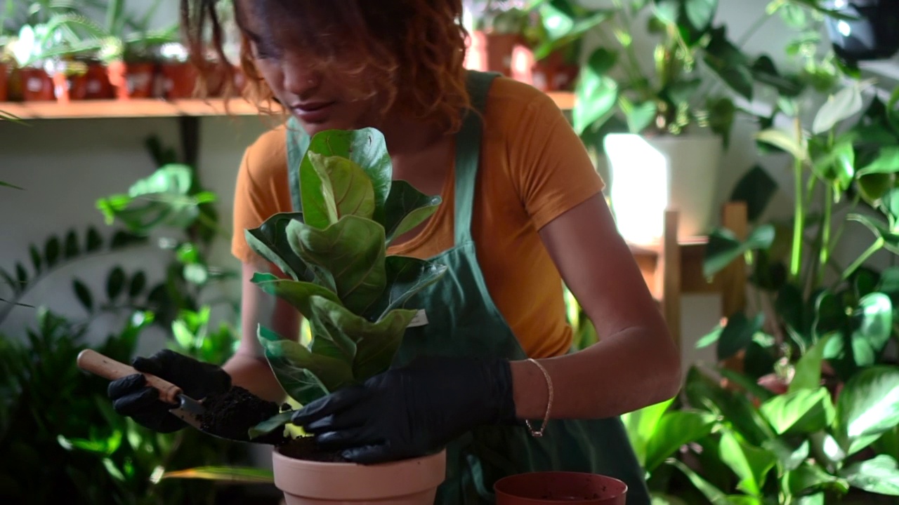 非洲妇女在室内移植植物，有Spbd花视频下载