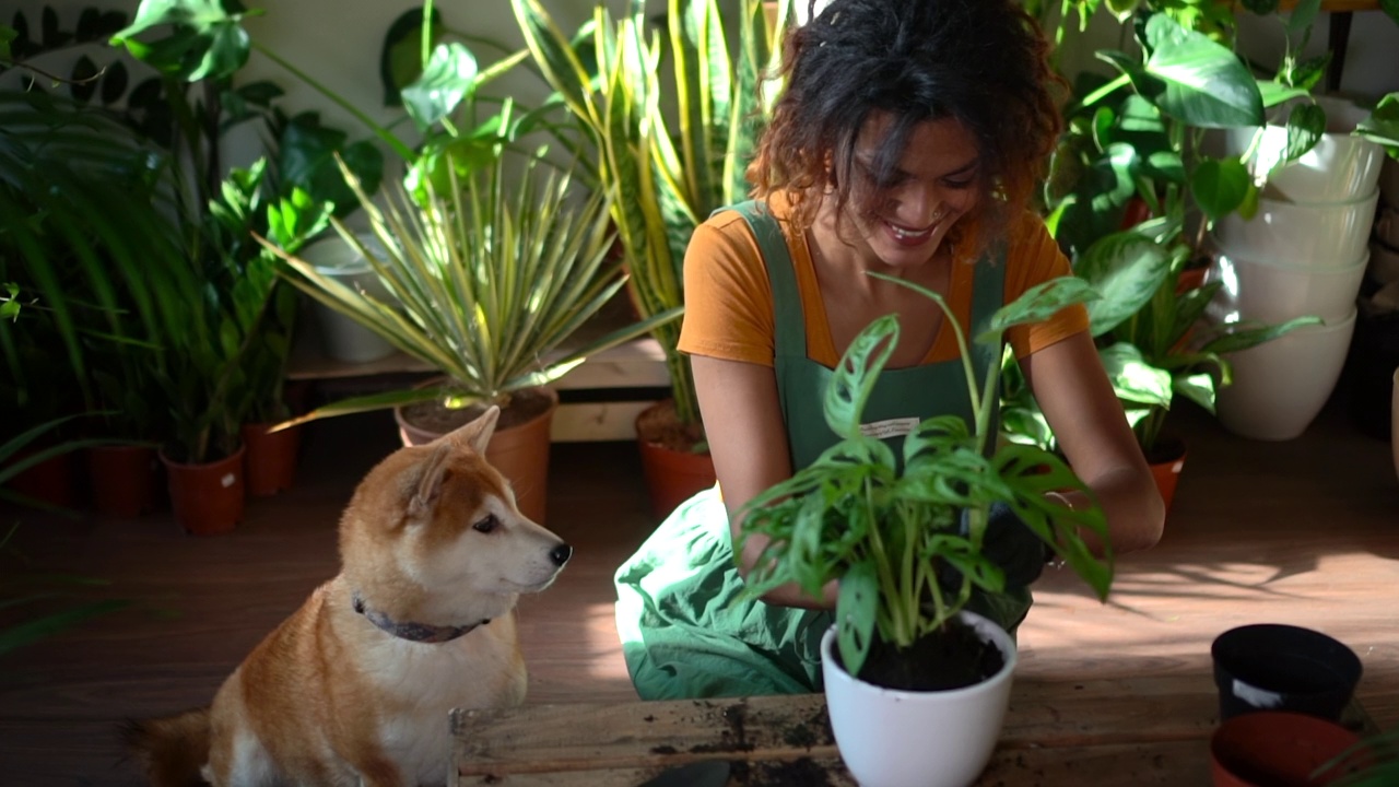 狗看着非洲妇女移植室内植物视频下载