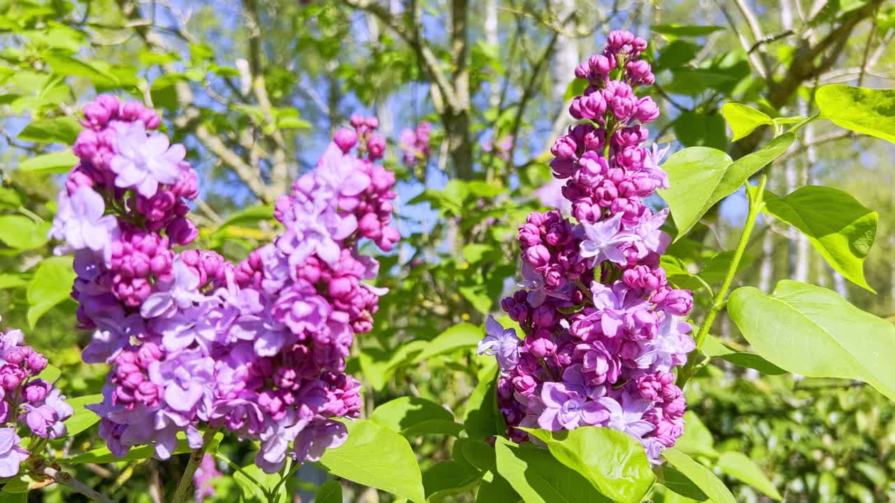 丁香花和春天的颜色视频素材